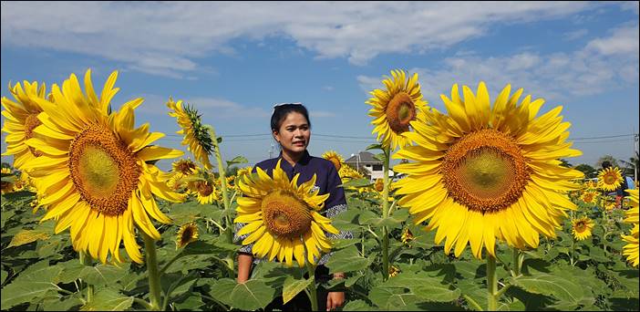 ปทุมธานี ปลุกกระแสท่องเที่ยวรับลมหนาว "ทานตะวันบานสะพรั่งทั่วระแหง"